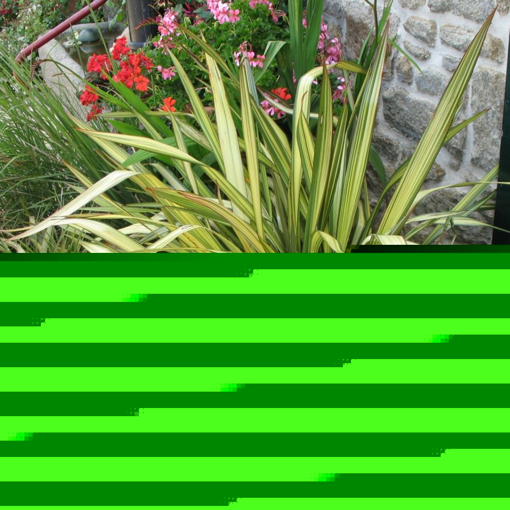 Phormium tenax 'Apricot Queen'